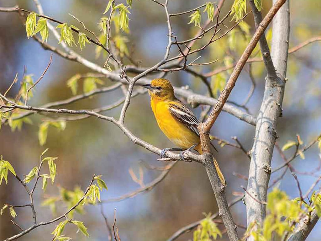 a yellow and grey bird perched in a tree