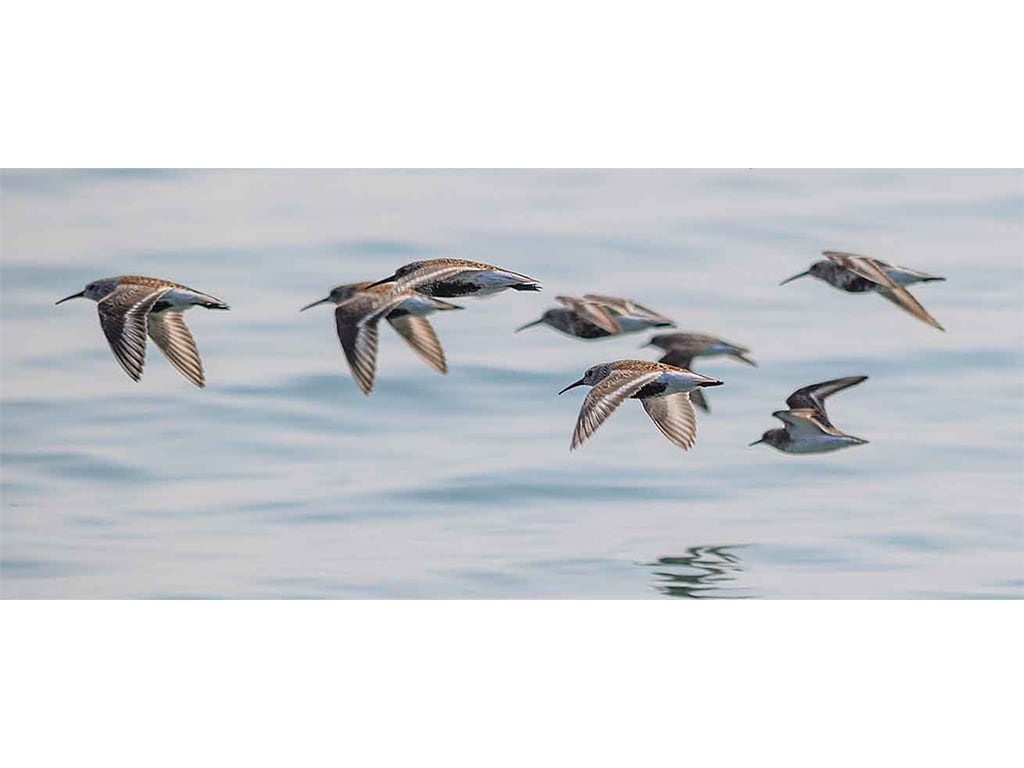 greyish brown birds flying low over water