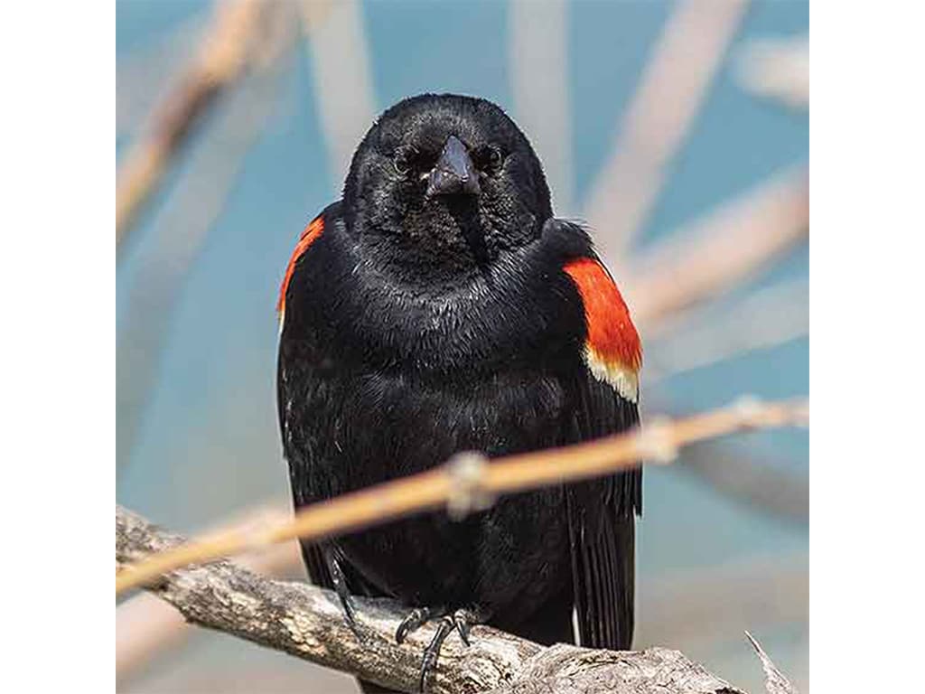 a black bird with red tipped shoulders perched on a branch