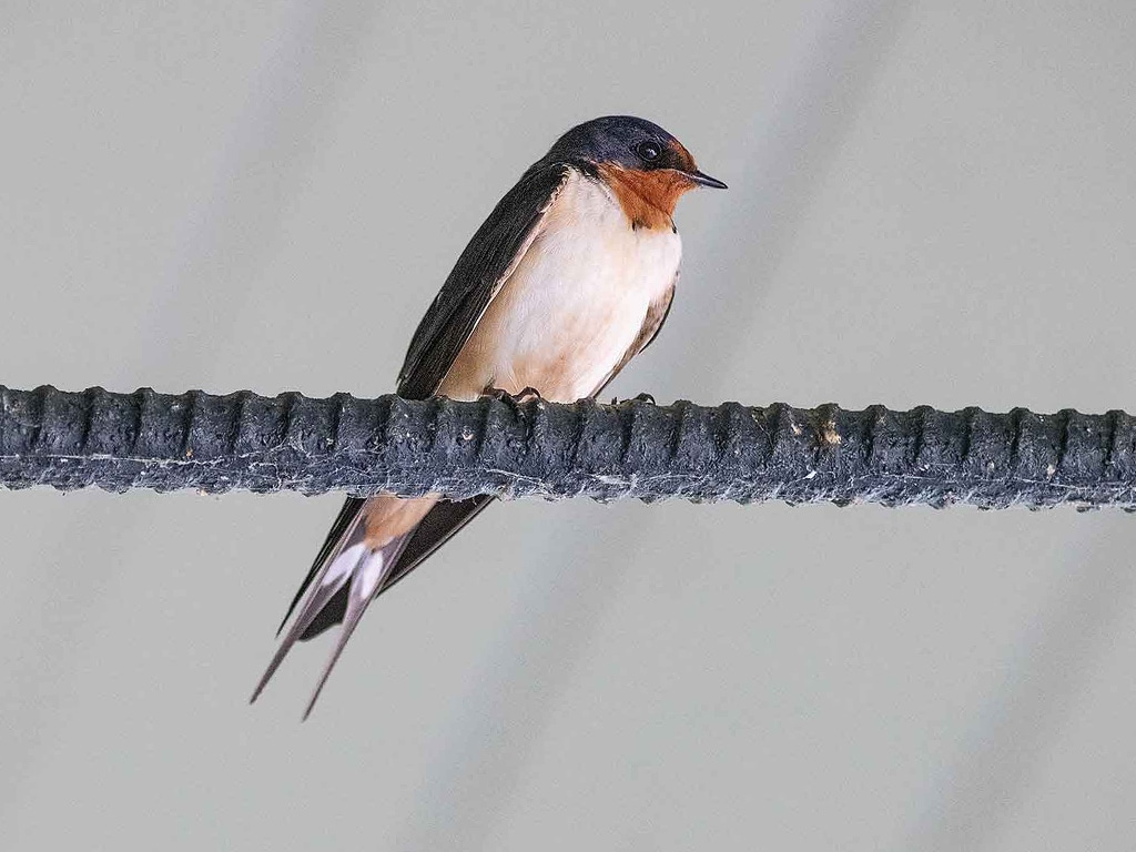 a blue, orange, and white bird perched on metal rebar