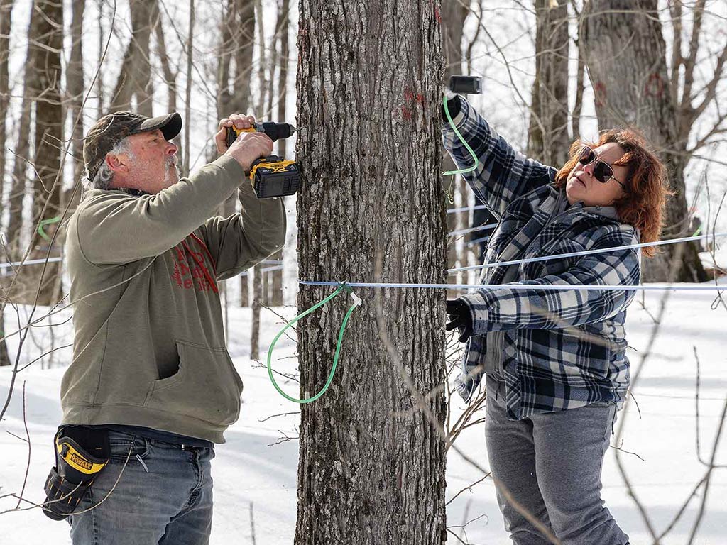 two people tapping trees for sap in the snow