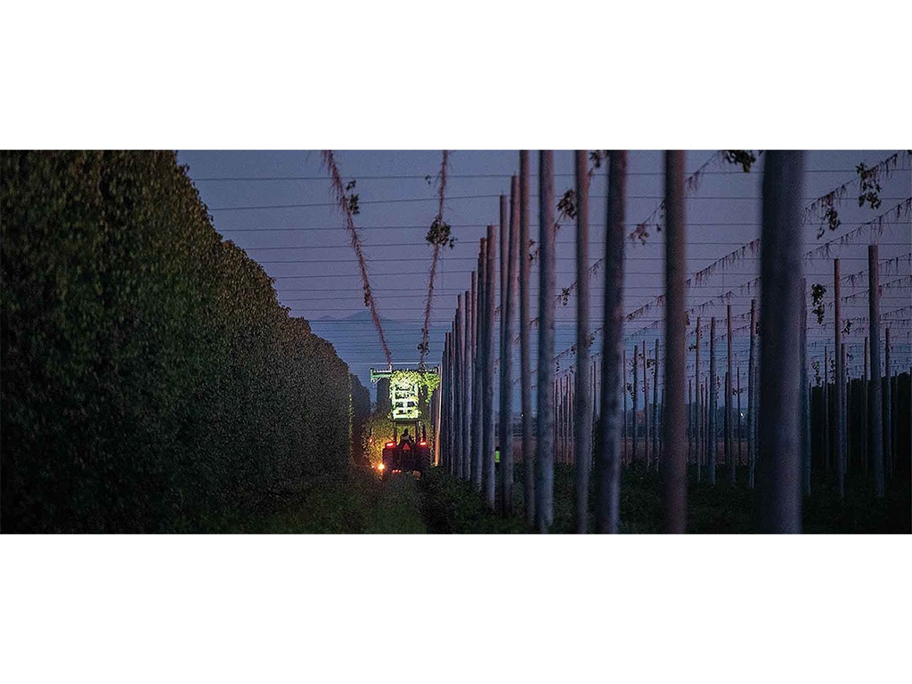 a tractor driving beneath the hop trellises in the dark