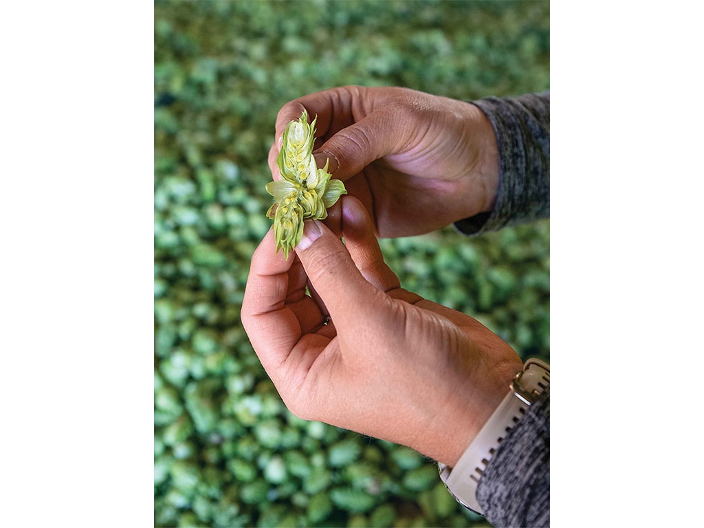 closeup of a green hop cone being split open by someone's fingers