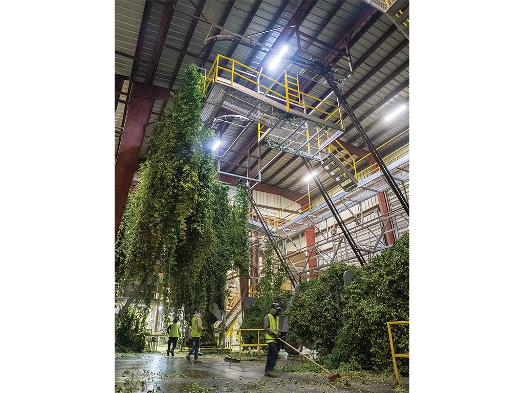 catwalks and suspended staircases with hop plants hanging down several stories inside of a warehouse