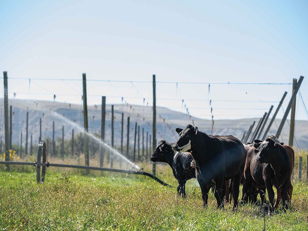 cattle in a field with trellises and irrigation sprayers