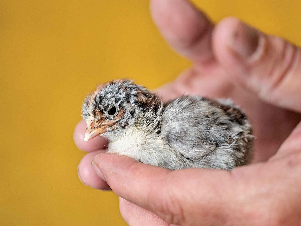 Closeup of black and white speckled chick cradled in a person's hands