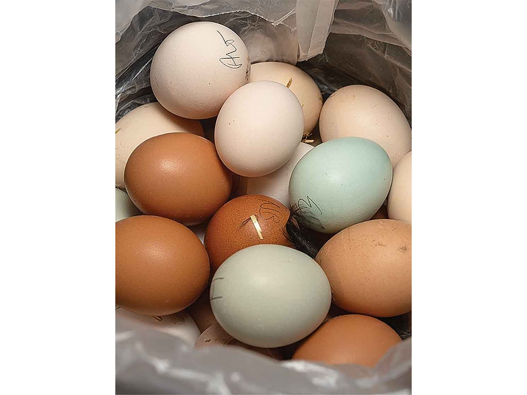 various colored eggs