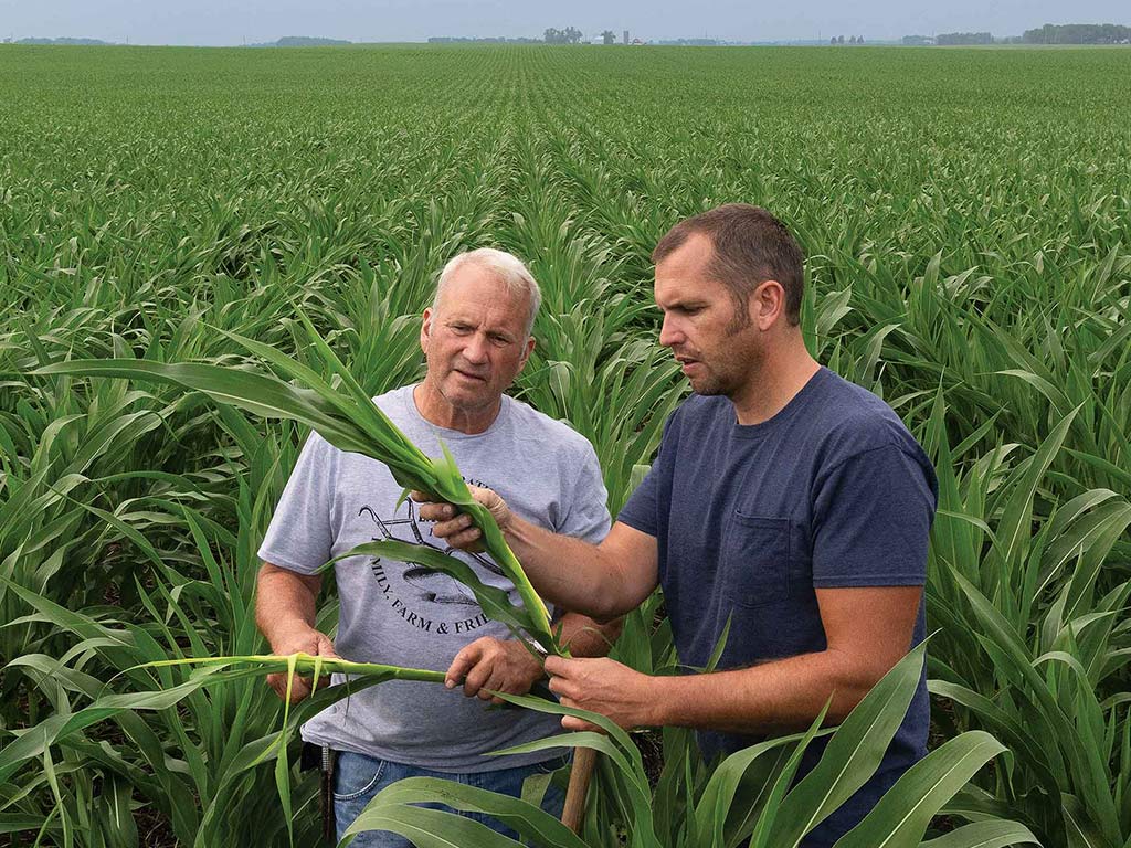 Two farmers inspecting corn stalks in a corn field