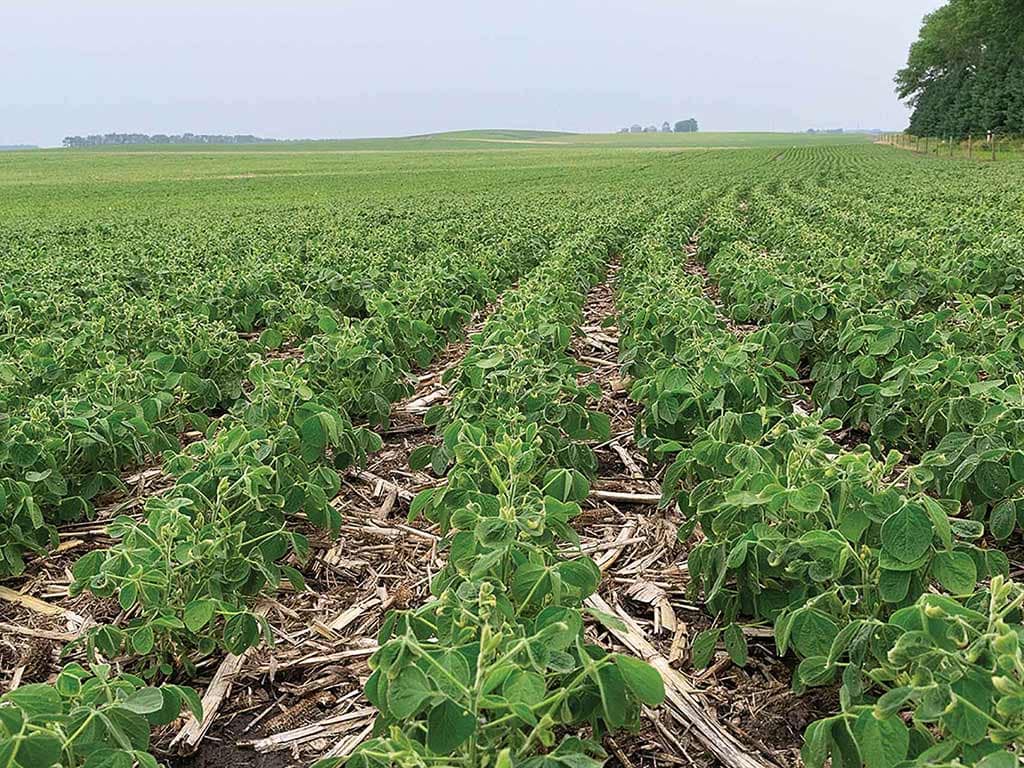 long rows of soybean plants