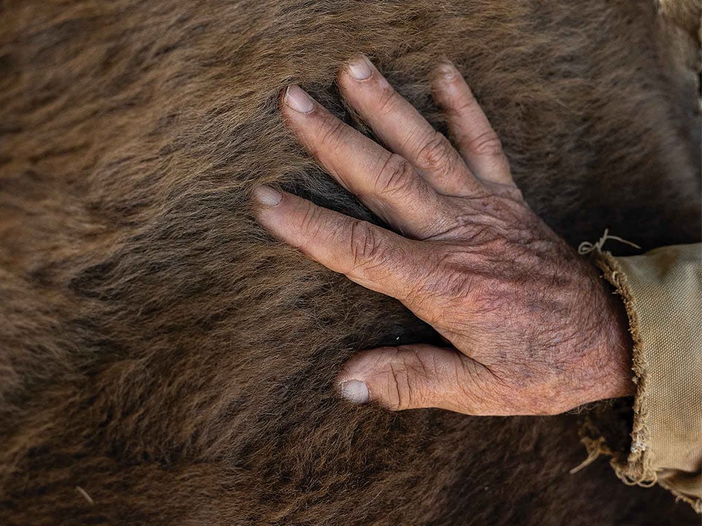 Closeup of a hand on the side of a bison