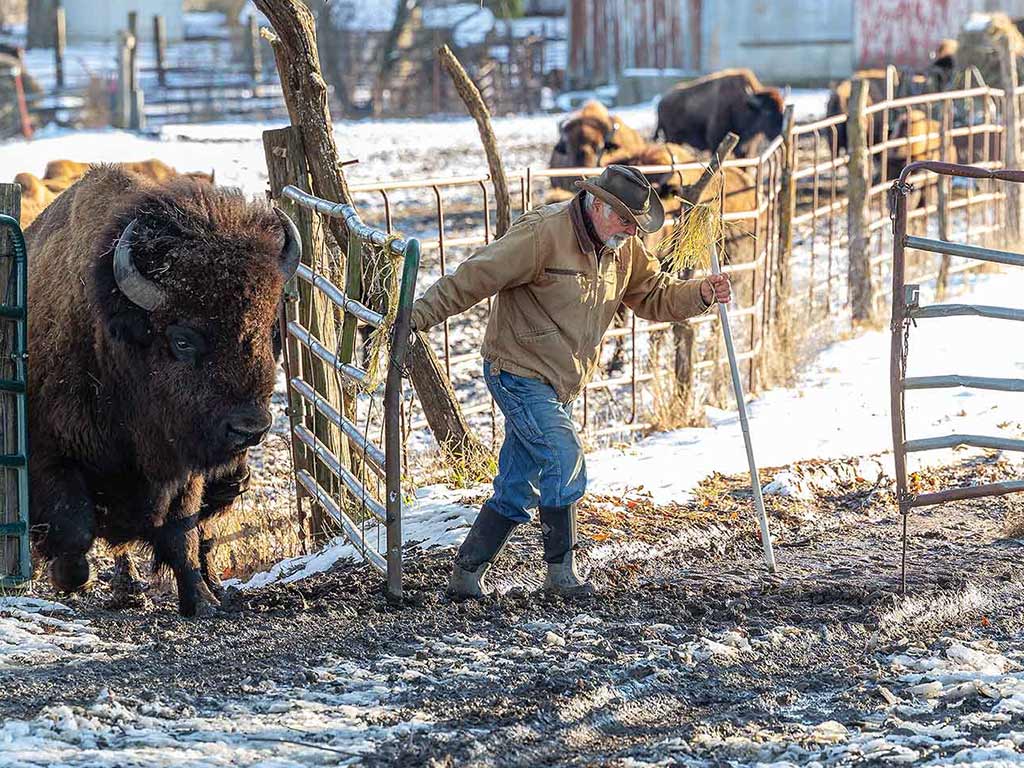 a rancher opening a gate for a bison exiting the pen