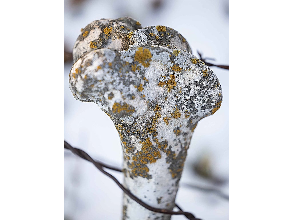 an old bone enraveled in barbed wire