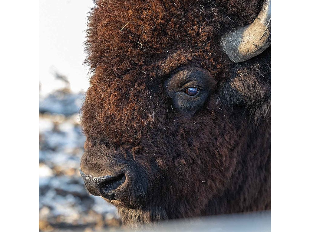 closeup of a brown bison's face