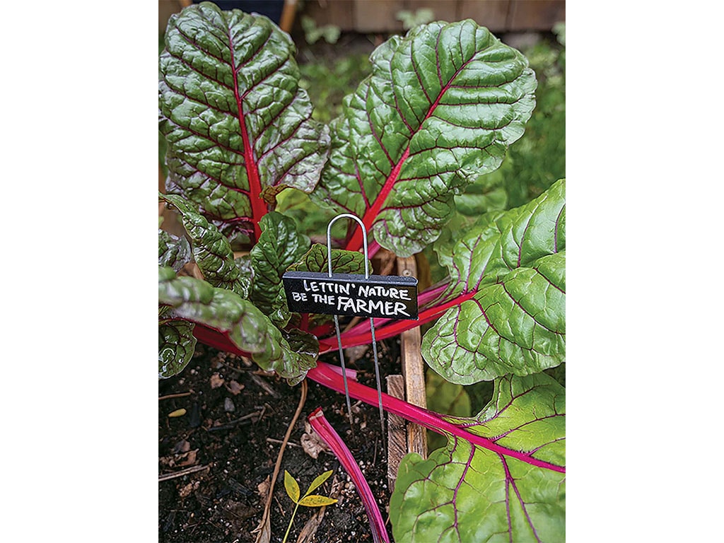 closeup of red swiss chard