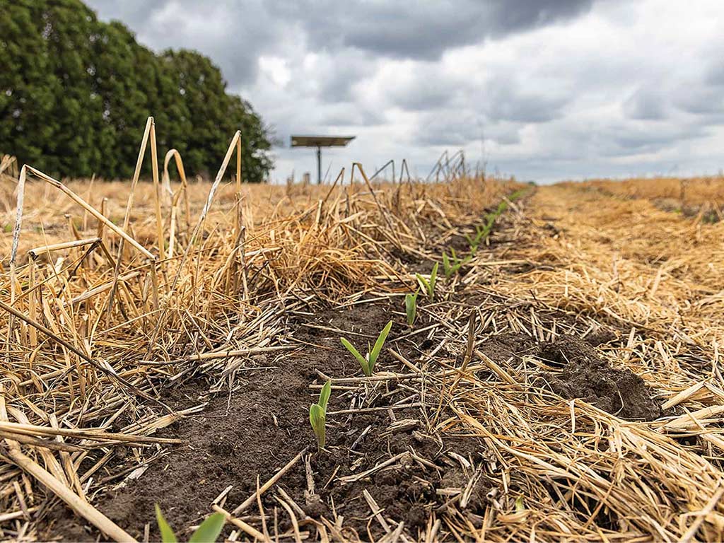 long view of a row of sprouts between areas laid with hay