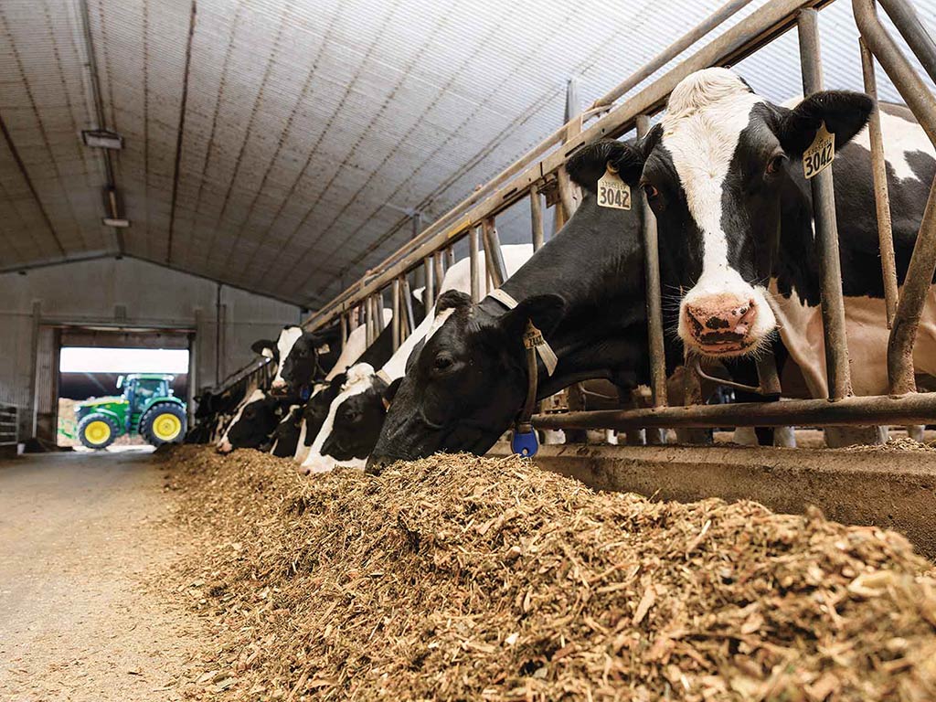 Long view of cows in a feeding pen with a John Deere tractor outside of barn doors