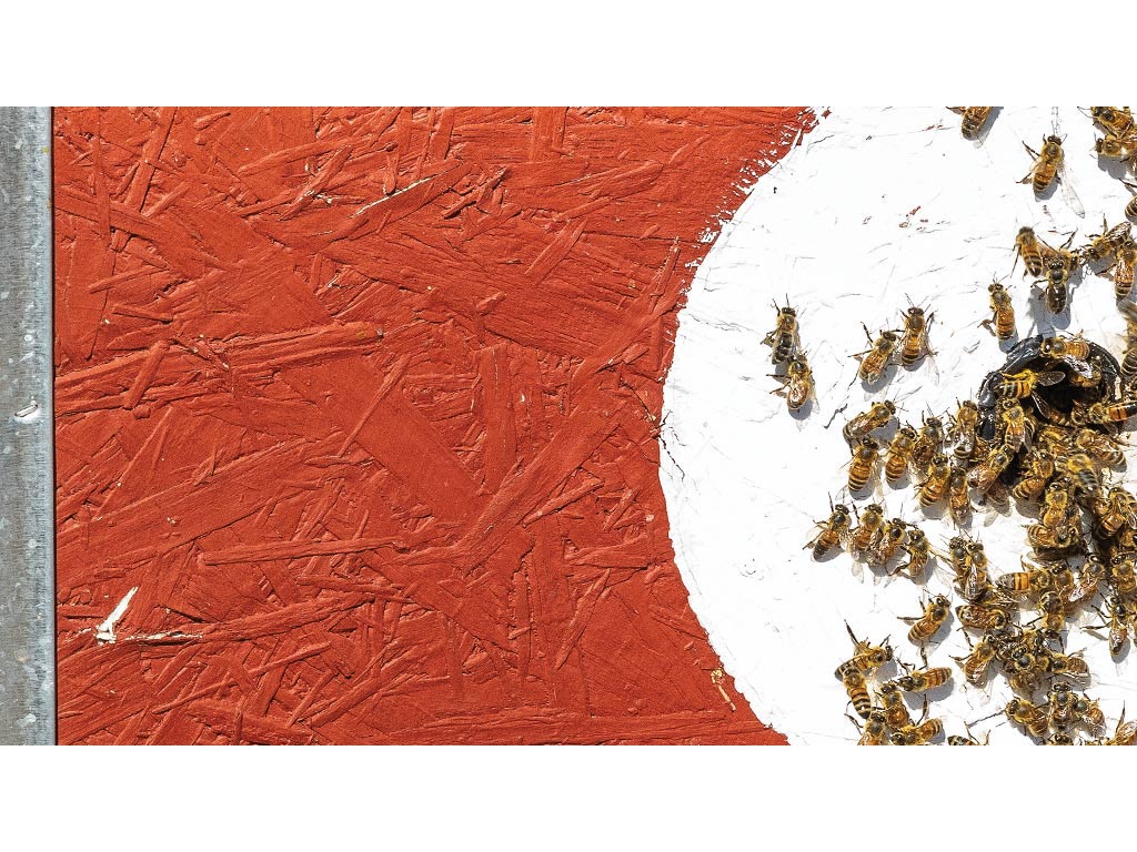 Closeup of honeybees surrounding a hole in red and white painted board