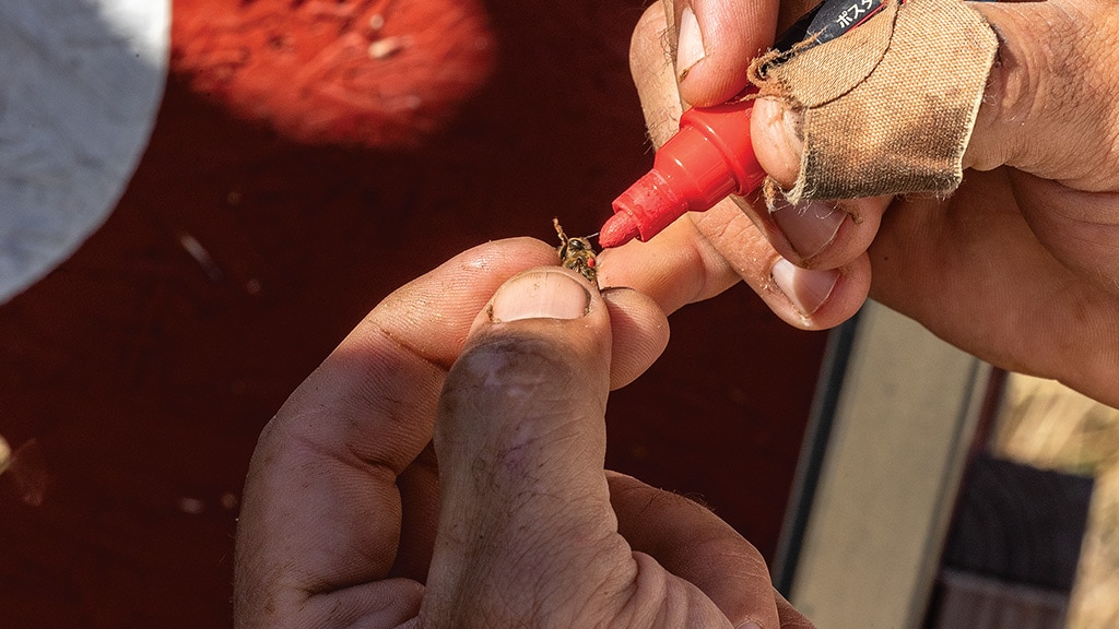 closeup of hands holding a honeybee between fingertips