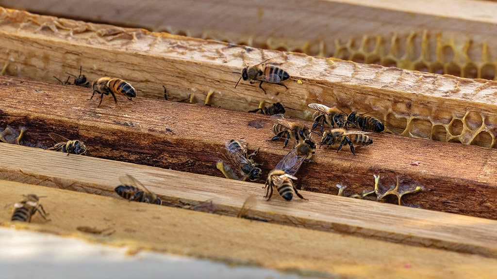 closeup of bees on top of beehive wooden slats