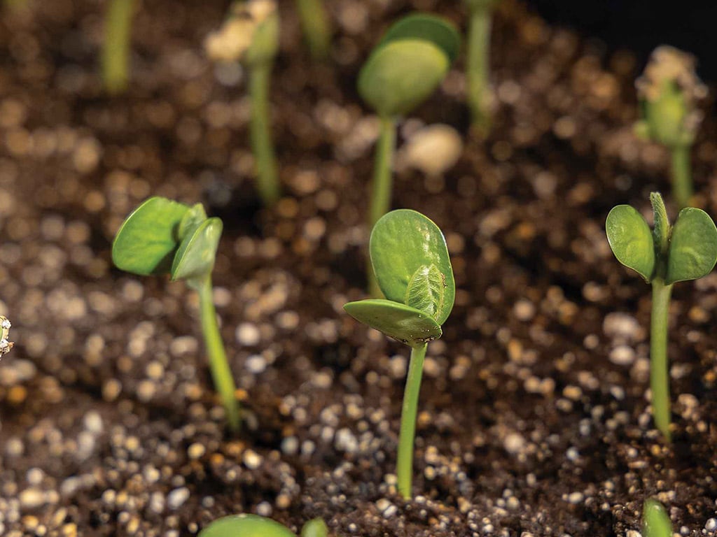 Closeup of green plant sprouts in soil