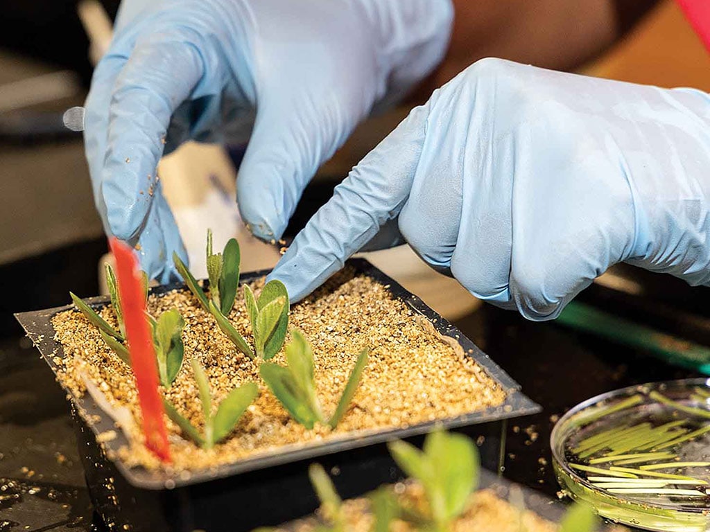 closeup of latex-gloved hands inspecting plant sprouts in planter