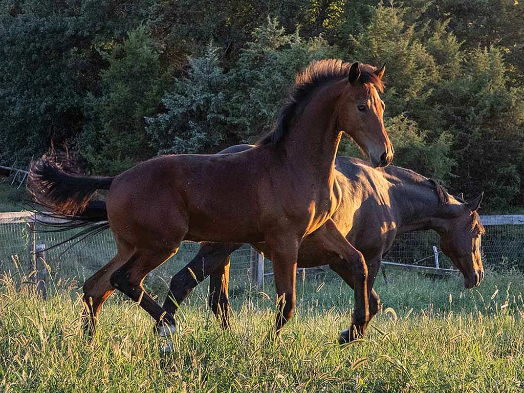 brown horses galloping in a field