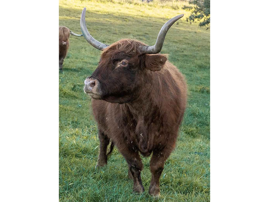 a bonny Highland coo in a field