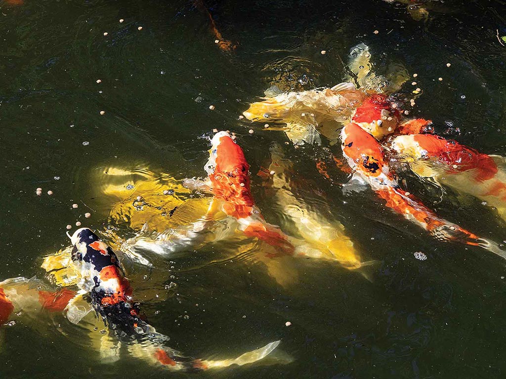 koi fish in a pond