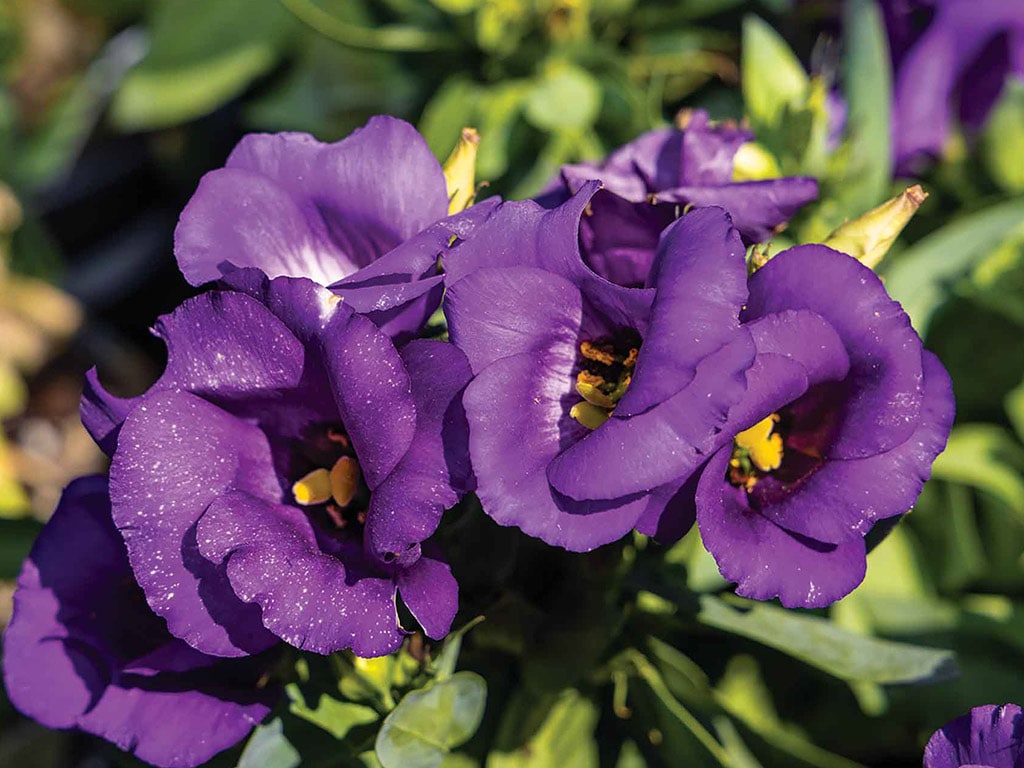 closeup of bright purple flowers