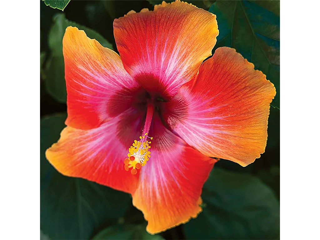 closeup of red, pink, and peach hibiscus flowers