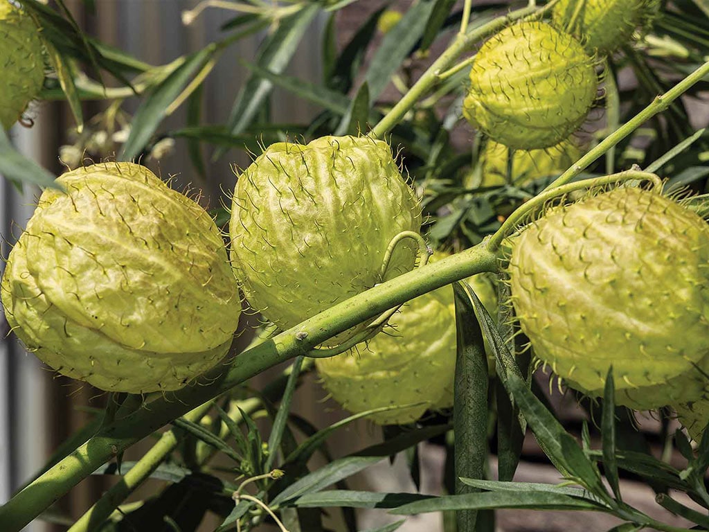 closeup of a bright green thorny hairy ball plant