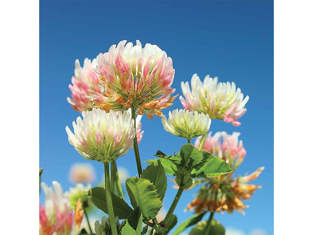 closeup of bright green and pink flowers