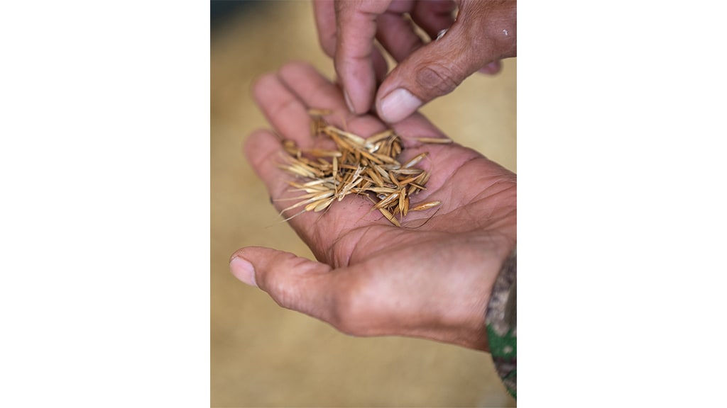 closeup of man holding rice grains in his hand