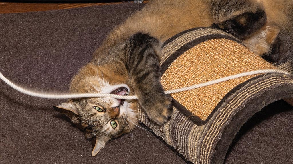 cat playing on a scratching toy
