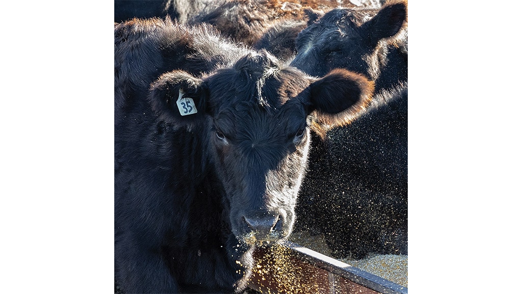 calf with number 35 tag punched in ear