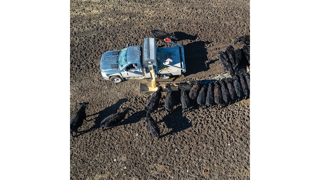 Arieal view of blue truck dispensing food for cows