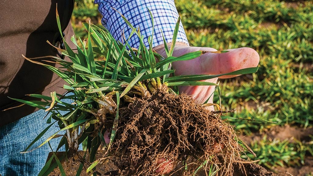 a hand holding wheat crop