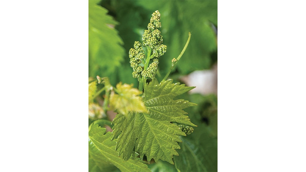 closeup shot of grape vine seeds
