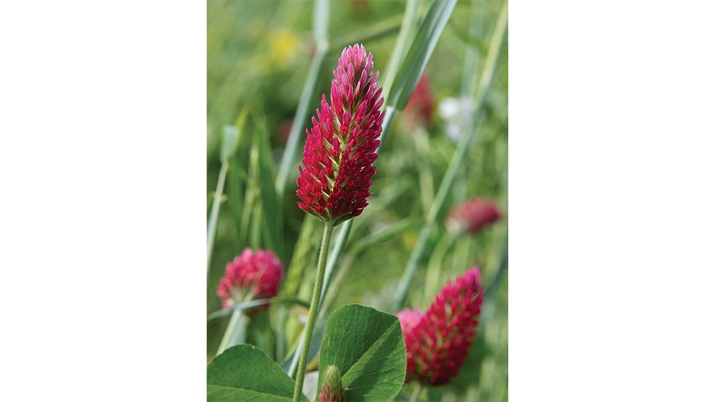 closeup shot of red flower plant in the field
