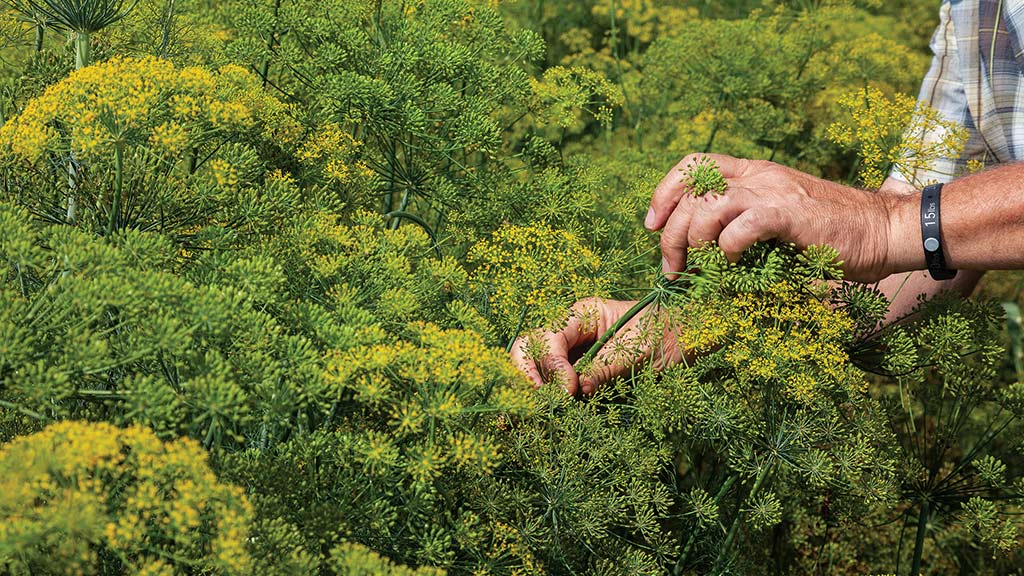 two hands plucking pepper plant