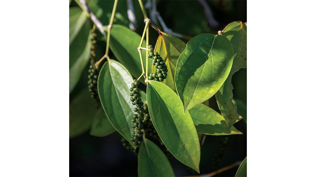 closeup of pepper plant