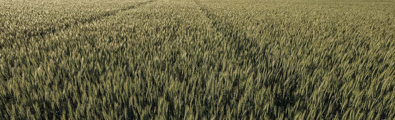aerial view of a golden field