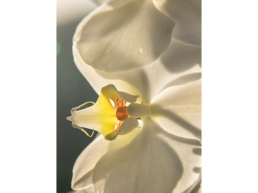 Closeup of a white orchid flower