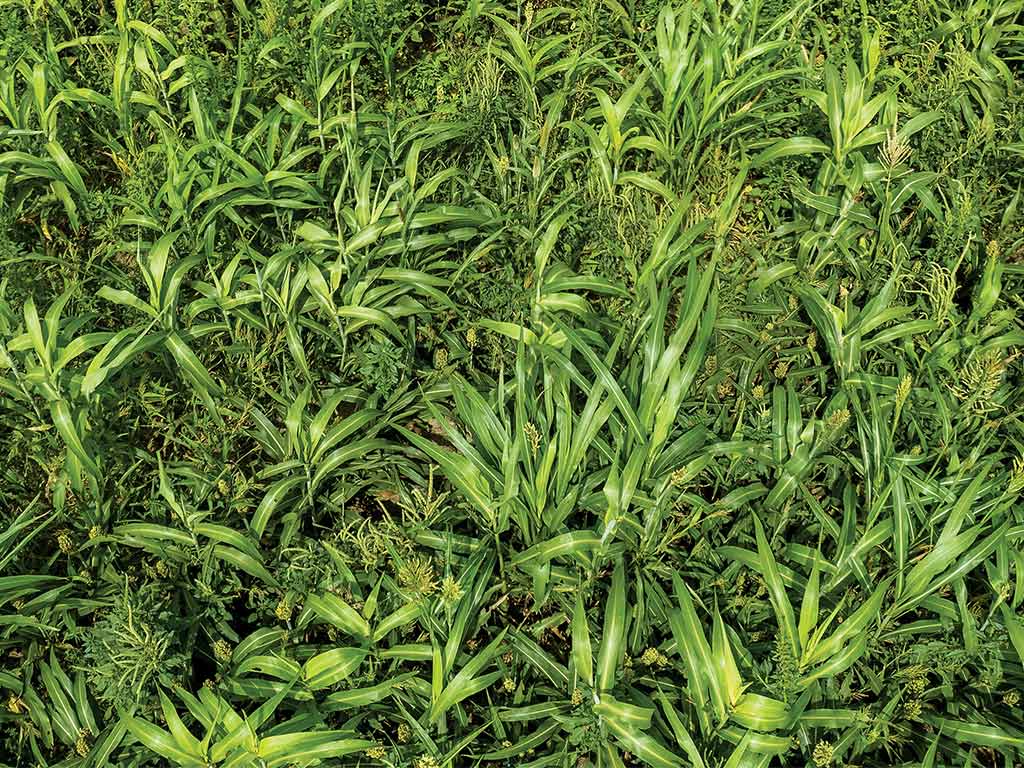 An aerial view of cover crops