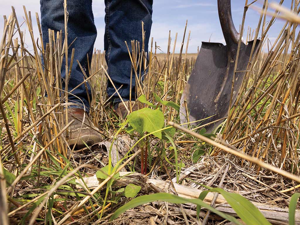 Closeup of a small plant growing among yellow reeds with a farmer standing behind with a shovel with jeans and boots on 
