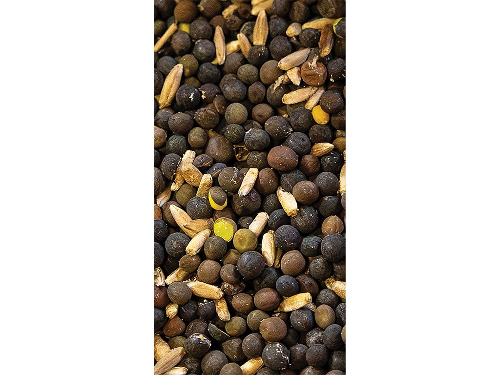 Closeup of black, brown, and golden cover crop seeds