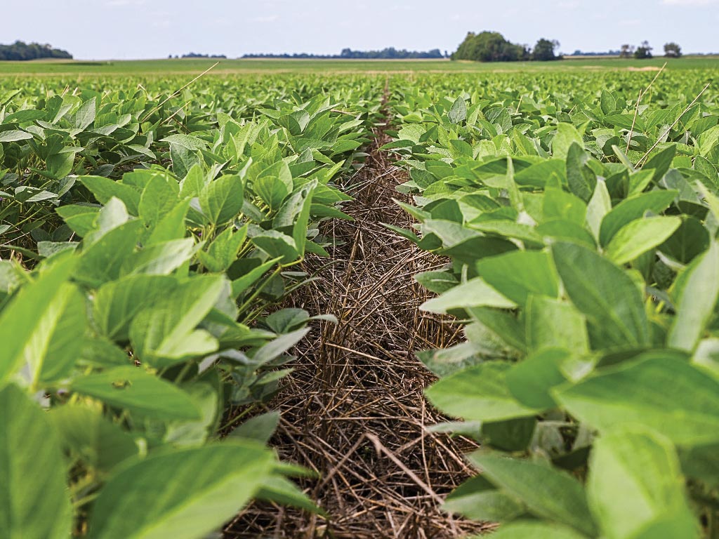 A long low view of rows of cereal rye plants