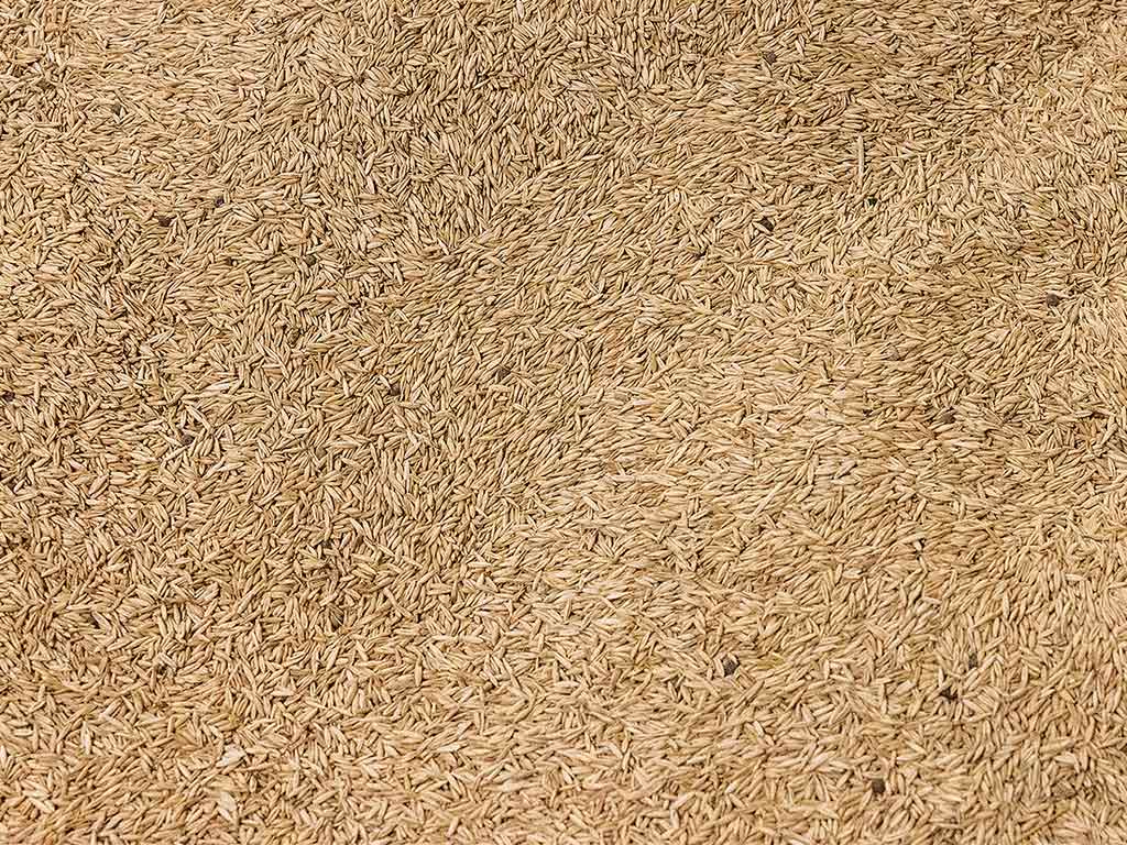 Cereal rye planted on the ground