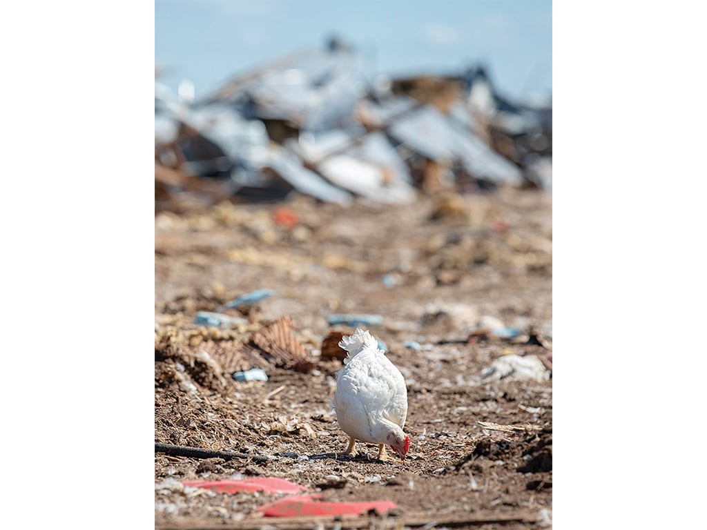 Closeup of a white chicken pecking at the ground surrounded by debris from a natural disaster