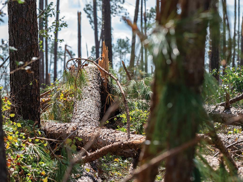 Felled trees in a forest